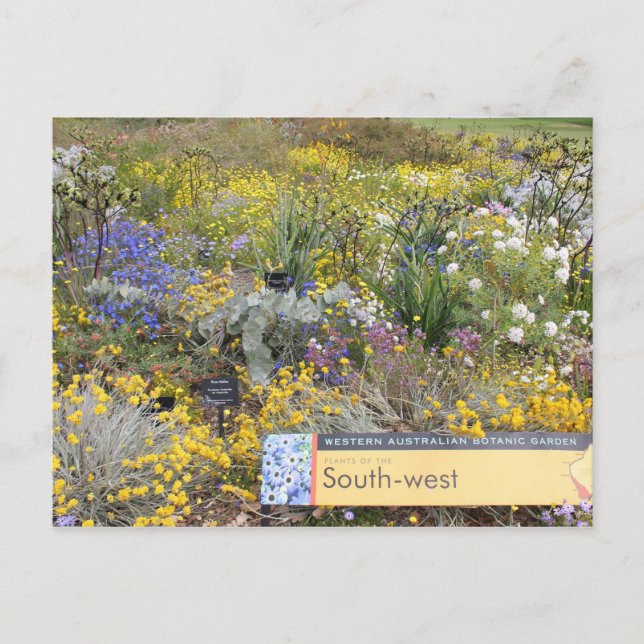 Wildflowers of Western Australia Postcard (Front)