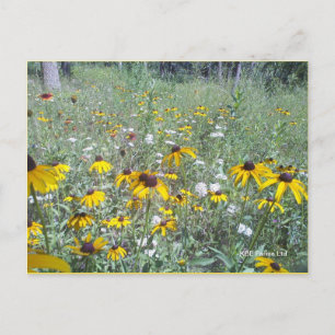 Wildflowers On The Prairie  - Postcard