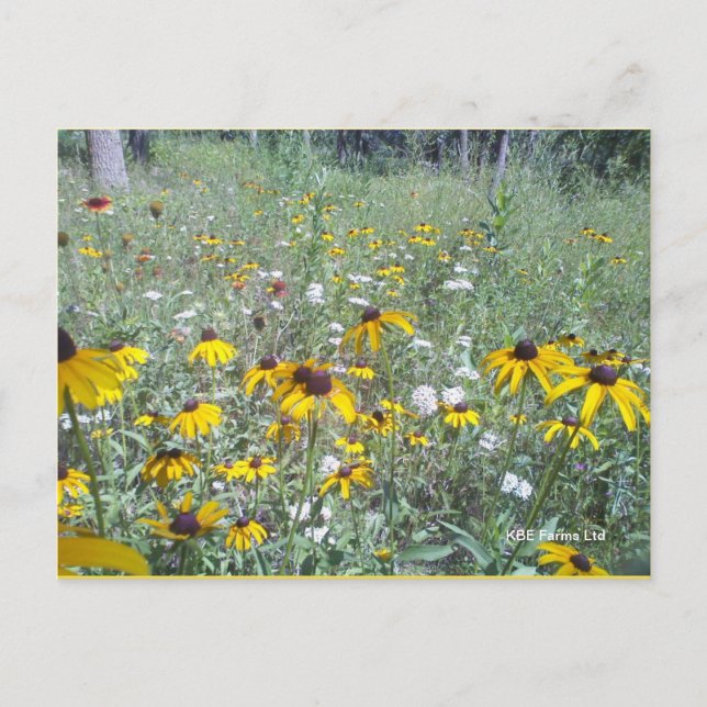 Wildflowers On The Prairie  - Postcard (Front)