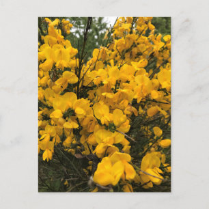 Wildflowers on the Trail, Oregon Postcard