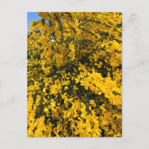 Wildflowers on the Trail, Oregon Postcard