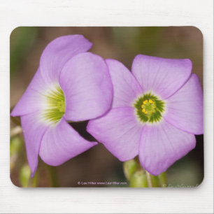 Wildflowers - Pink Oxalis Mouse Pad