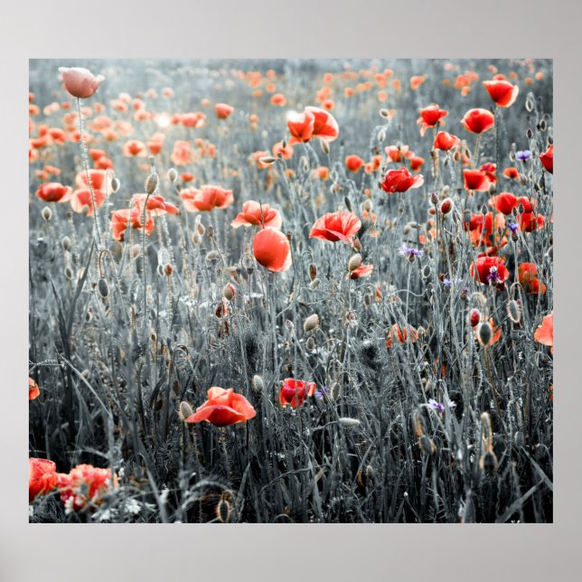 Wildflowers poppies poster (Front)