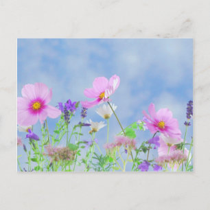 Wildflowers Postcard