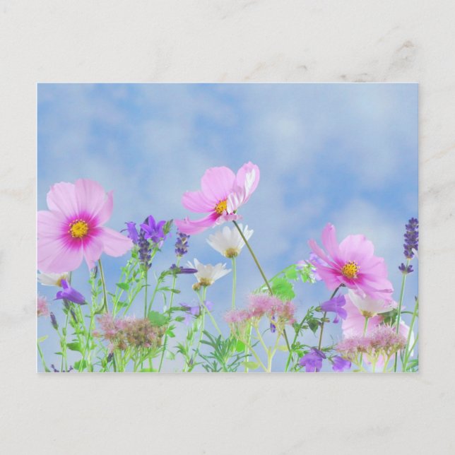 Wildflowers Postcard (Front)