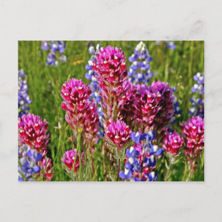 Wildflowers Postcard