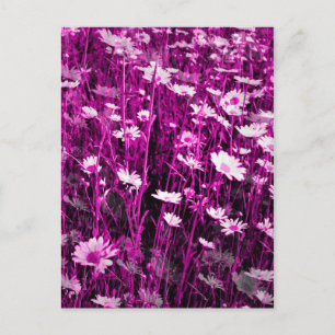 WILDFLOWERS POSTCARD