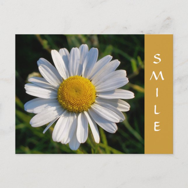 WILDFLOWERS POSTCARD (Front)