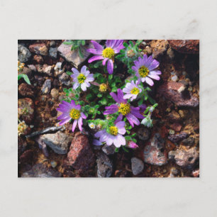 Wildflowers Postcard