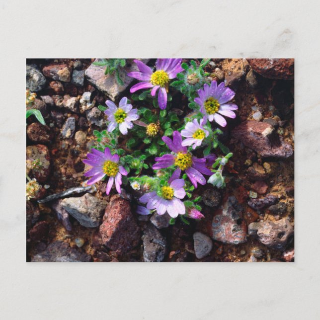 Wildflowers Postcard (Front)