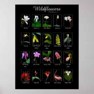 Wildflowers poster