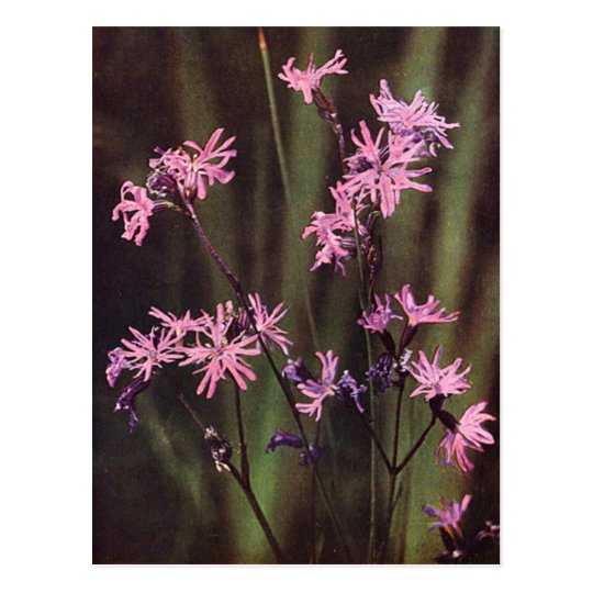 Wildflowers: Ragged Robin Postcard