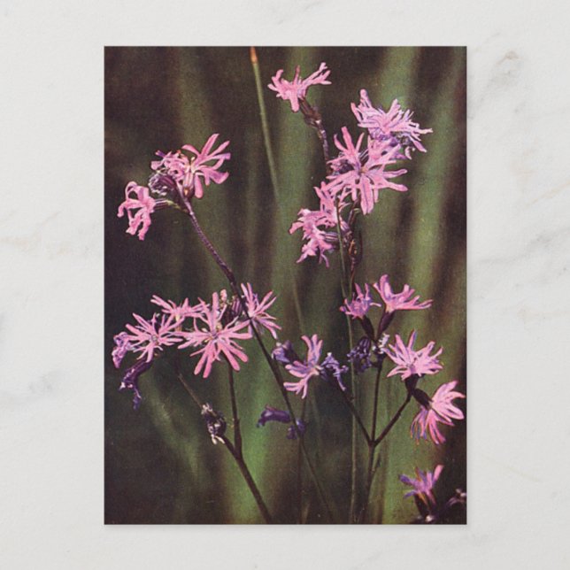 Wildflowers: Ragged Robin Postcard (Front)