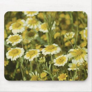 Wildflowers Yellow and White Sunflowers Mouse Pad