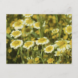 Wildflowers Yellow and White Sunflowers Postcard