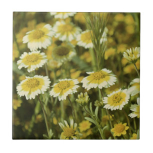 Wildflowers Yellow and White Sunflowers Tile
