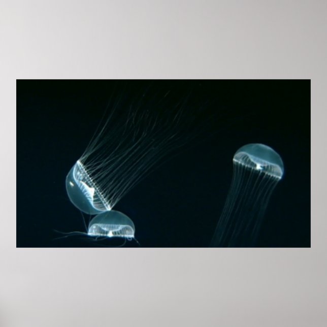 Wildlife 133 poster (Front)