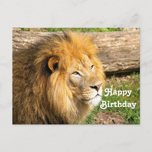 Wildlife African Lion Photo Birthday Postcard (Front)