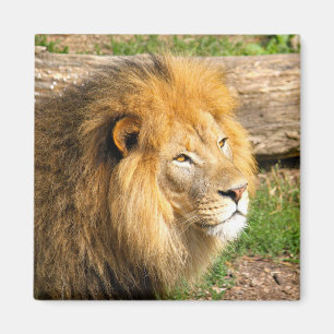 Wildlife African Lion Photo Magnet