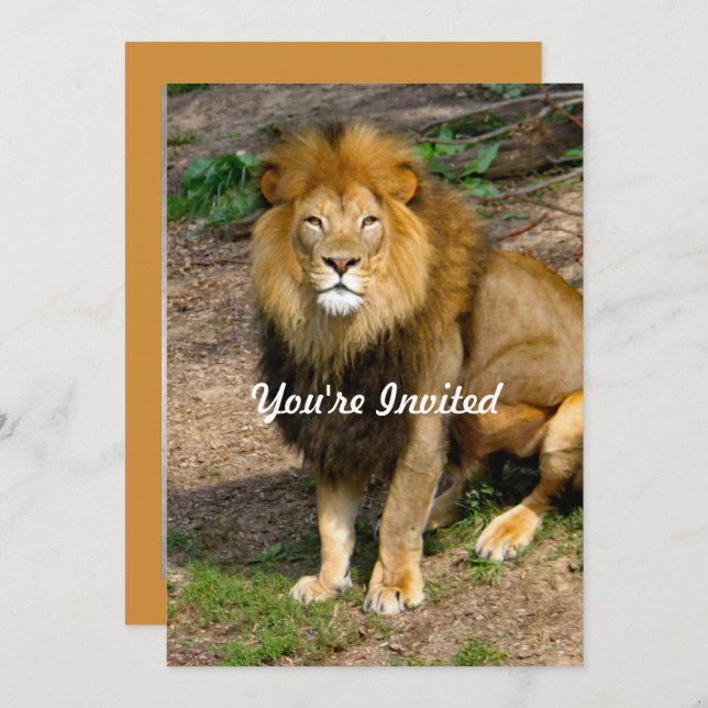 Wildlife African Lion Sitting Photo Birthday Invitation (Front/Back)