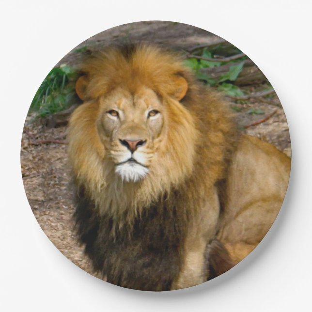 Wildlife African Lion Sitting Photo Paper Plate (Front)