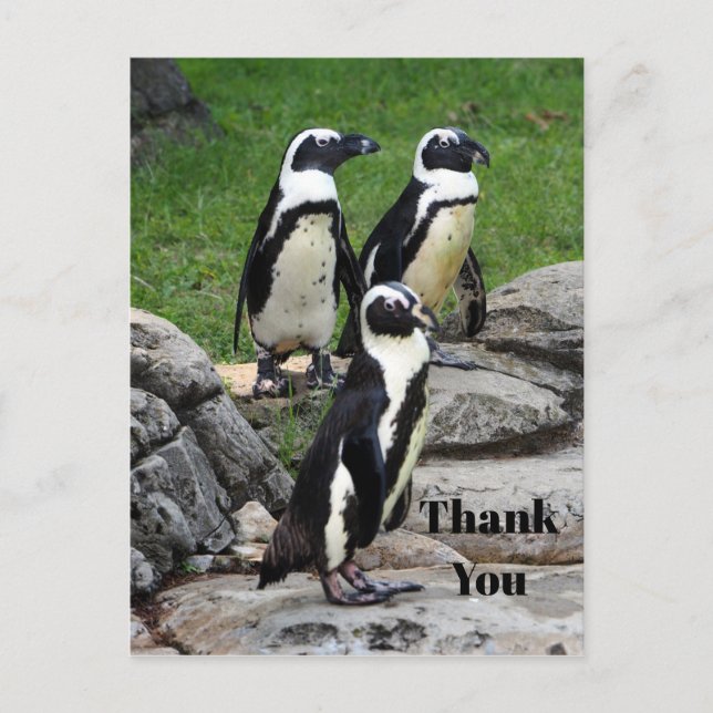 Wildlife African Penguin Photo Thank You Postcard (Front)