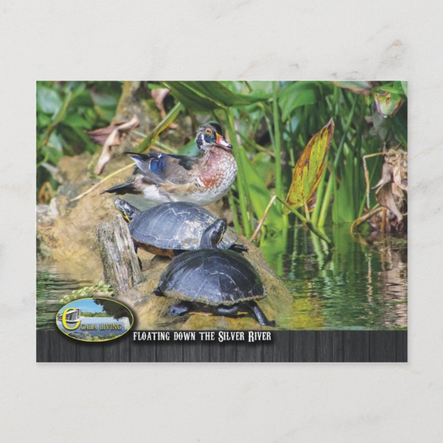 Wildlife along the Silver River Postcard (Front)