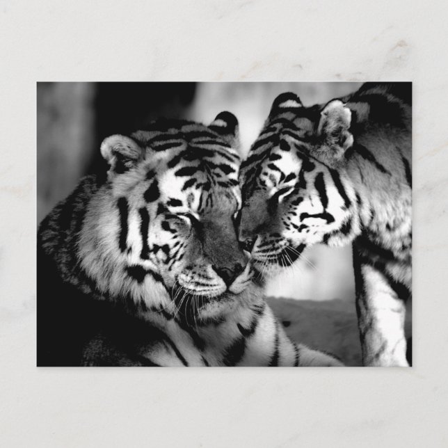 Wildlife, amazing tiger postcard (Front)