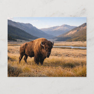 Wildlife American Bison Mountain Landscape Postcard