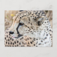 Wildlife Animal Cheetah Face