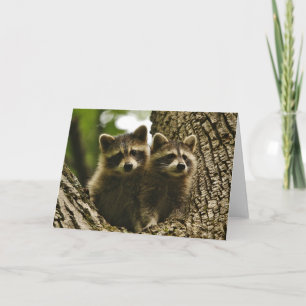 Wildlife - Baby Raccoons Photo Card