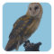 Wildlife Barn Owl Photo