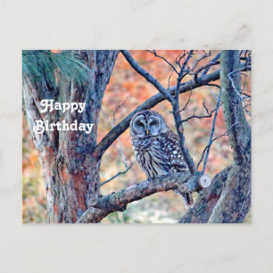 Wildlife Barred Owl Tree Photo Birthday Postcard