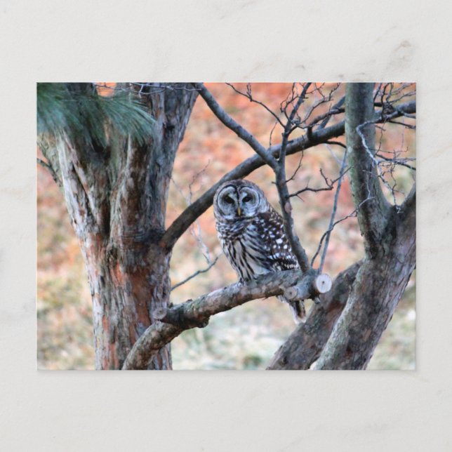 Wildlife Barred Owl Tree Photo Postcard (Front)