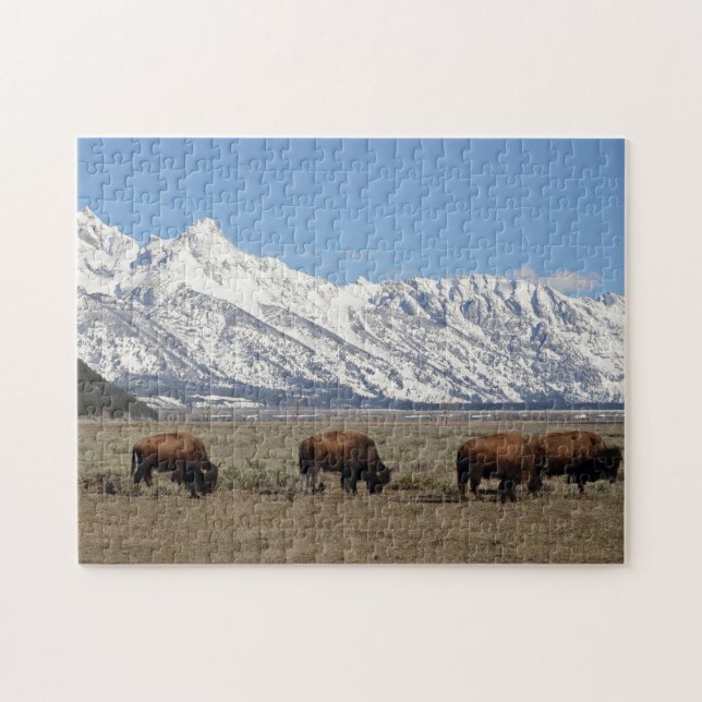 Wildlife Bison Mountains Snow Photo Jigsaw Puzzle (Horizontal)