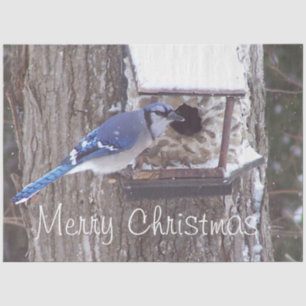 Wildlife Blue Jay Christmas Greeting Tissue Tissue Paper