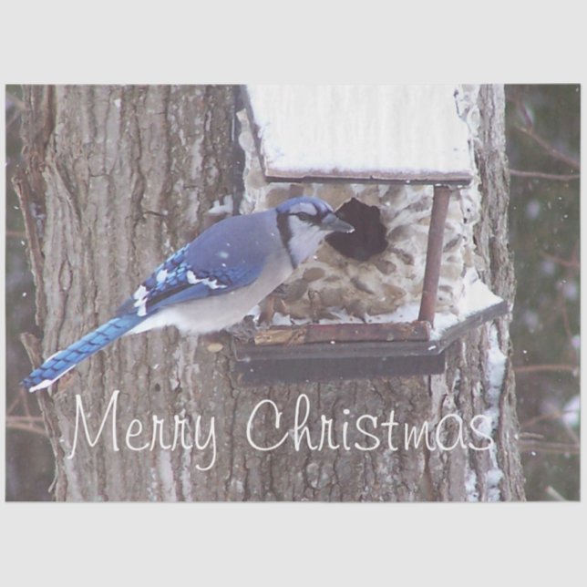 Wildlife Blue Jay Christmas Greeting Tissue Tissue Paper (Front)