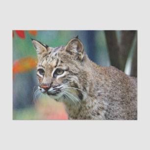 Wildlife Bobcat Photo Tissue Paper