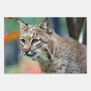 Wildlife Bobcat Photo Wrapping Paper Sheet