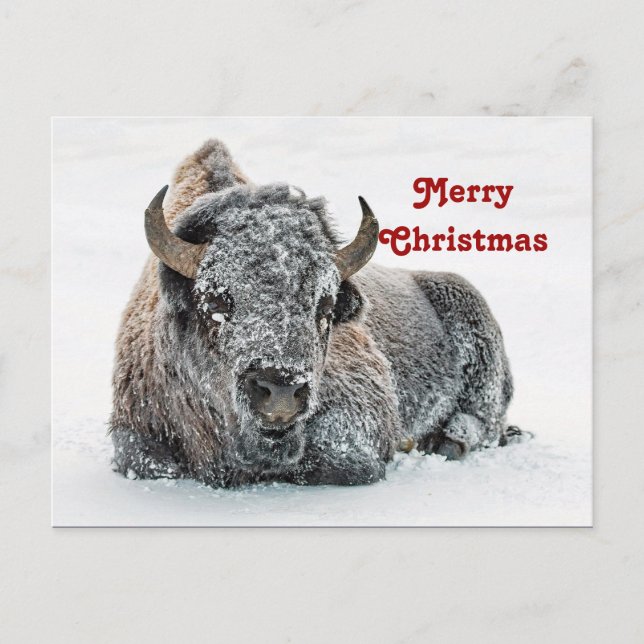Wildlife Buffalo Snow Photo Christmas Postcard (Front)