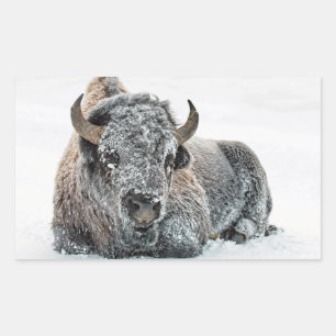 Wildlife Buffalo Snow Photo Rectangular Sticker