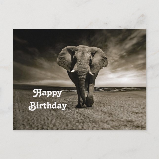 Wildlife Bull Elephant Photo Birthday Postcard (Front)
