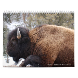 Wildlife Calendar