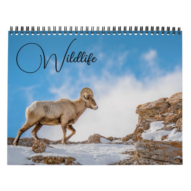 Wildlife Calendar with Captions (Cover)