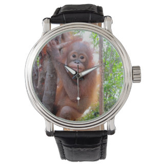 Wildlife Charity Baby Orangutan Watch