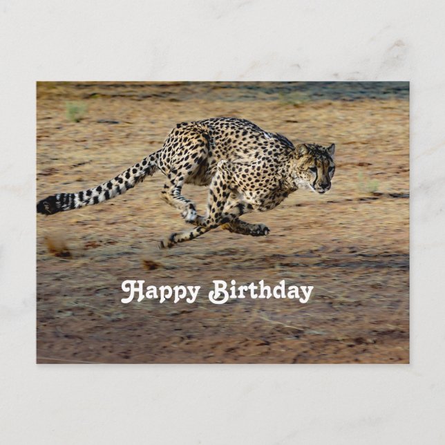 Wildlife Cheetah Running Photo Birthday Postcard (Front)