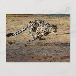 Wildlife Cheetah Running Photo Postcard
