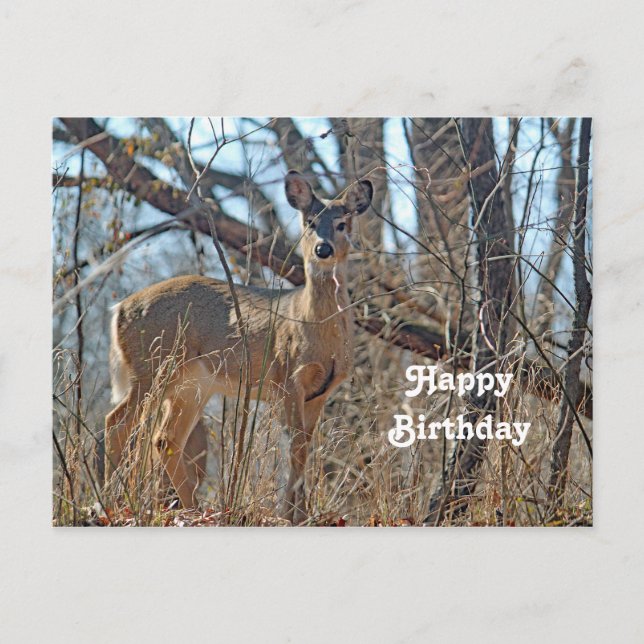 Wildlife Deer Woods Photo Birthday Postcard (Front)