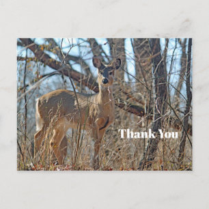 Wildlife Deer Woods Photo Thank You Postcard