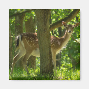 Wildlife Fallow Deer in Forest Among Trees Magnet